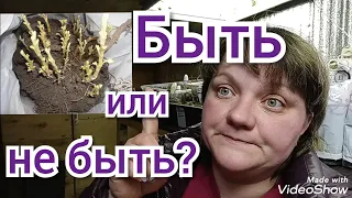 Что делать с белыми ростками на георгинах?