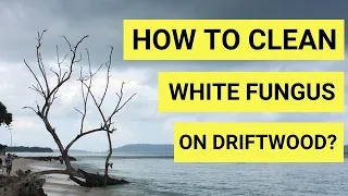 #How to clean white fungus on Driftwood | How to clean Aquarium wood | White fungus on my Driftwood