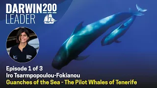 Guanches of the Sea - The Pilot Whales of Tenerife - Episode 1 of 3 by Iro Tsarmpopoulou-Fokianou