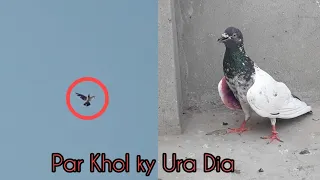 Mohar Wala Kabotar Uraya - Pigeons Survey