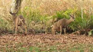 Blacktail deer attempting to mate