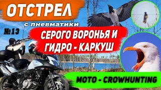 Санитарный отстрел Чаек и Ворон №13.  Crow Hunting 2023. Кроухантинг. Jack Hunter.