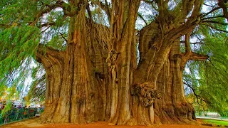 Top 10 Oldest Living Trees In the World