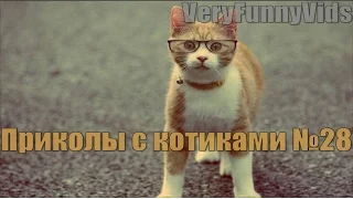 Смешные и дерзкие котики. Подборка приколов с котиками №28. Funny Cat 2016