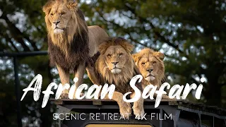 African Safari 4K - Scenic Relaxation Film with Calming Music