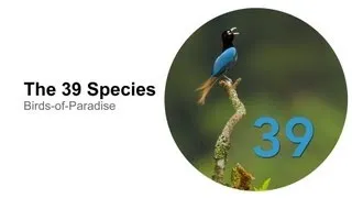 The 39 Species