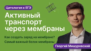 2.30. Активный транспорт через мембраны | Цитология к ЕГЭ | Георгий Мишуровский