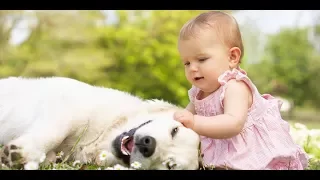 Dog Makes Baby Laugh Video-Funny Babies & Dogs Compilation #43