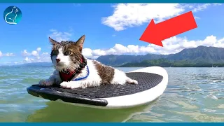 This Hawaiian Cat Loves Surfing With His Parents