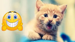 Funny cats videos| cutest pets videos | funny animals 2024