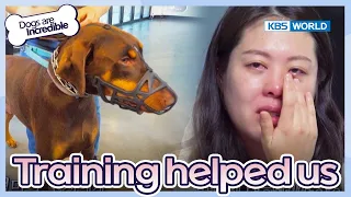 Today's training has boosted her confidence! [Dogs are incredible : EP.183-3] | KBS WORLD TV 230822