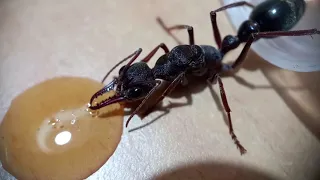 My Myrmecia pyriformis queen