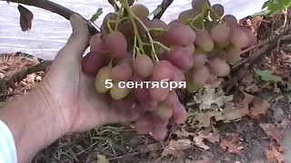 Сорт винограда "Анюта" - сезон 2019 # Grape sort "Anyuta"