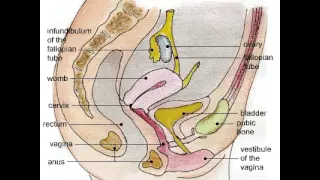 Женские половые органы