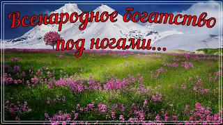 ЛЕКАРСТВЕННЫЕ РАСТЕНИЯ — Сбор. Сушка. Хранение. Применение в народе.