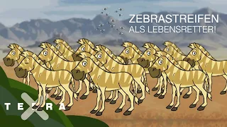 Darum haben Zebras Streifen – Evolution einfach erklärt. | Terra X