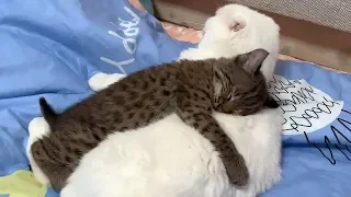 CAT AND LYNX ARE IN LOVE / Maine Coon playing with a Bobcat