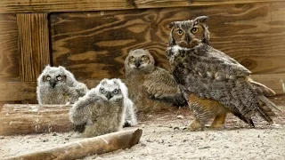 ONE Central Florida Short: Owl Super Mom