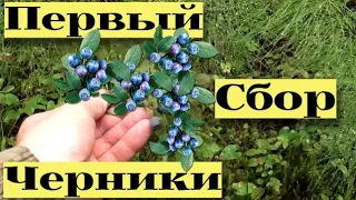 ПЕРВЫЙ СБОР ЧЕРНИКИ.  ИСПЫТЫВАЕМ новые КОМБАЙНЫ для СБОРА ЯГОД. #24