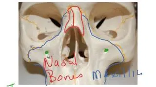 How to Biology & Anatomy: Eye orbit and nasal apature