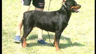 The Rottweiler - Pet Dog Documentary English