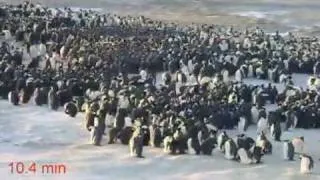 !!TIME-LAPSE VIDEO SHOW HOW PENGUINS HUDDLE UP TO KEEP WARM!!
