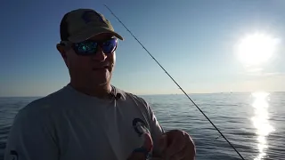 Snapper and Grouper in Tampa Bay