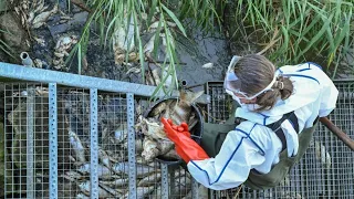 Ist eine giftige Alge die Ursache für das Fischsterben?