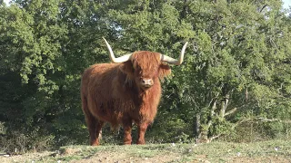 Le couloir à vaches