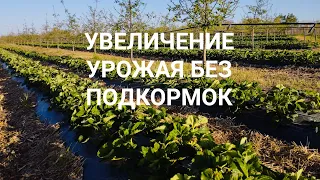 КЛУБНИКА как увеличить урожай без удобрений 🍓