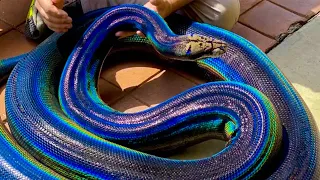 The Amazing Rainbow Snake!