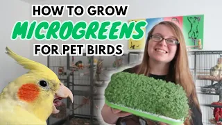 How To Grow Microgreens For Pet Birds | BirdNerdSophie
