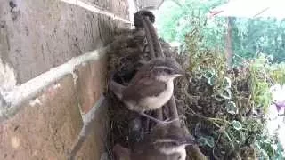 Carolina Wren Bird Family from birth to fledging