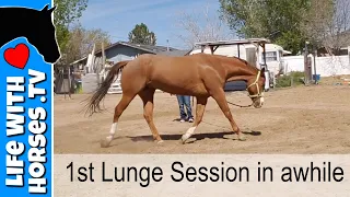 Lunging My Horse Romeo