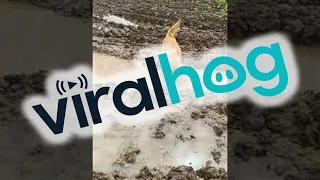 Jimmy the Golden Demonstrates His Love For Mud Puddles || ViralHog