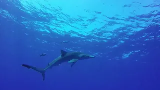 Diving with Blue Shark - Azores