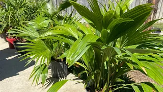 Chinese fan palm (Livistona chinensis) palm review