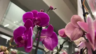 Уценённые орхидеи в Бауцентре . Цветущие и красивые)