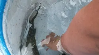 Catching a eel part 2