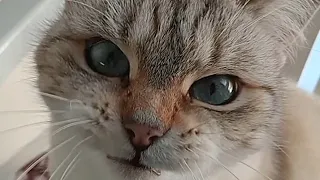 Himalayan Tabby Point Cat