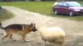 Dog VS Sheep Собака и Овца Юмор! Прикол! Смех