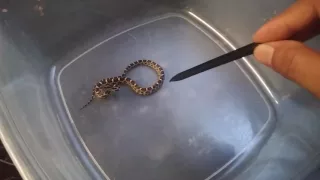 Showing my kids how a baby rattlesnake strikes