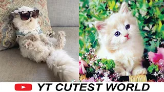 OMG So Cute Cats ♥ Best Funny Cat Videos 2021 #02