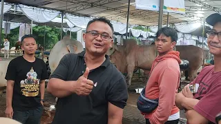 Semangat Membara🔥 Mas Joko Lembu Benggolo Bawa Sapi Monster Kelas Ekstrim, Setia Farm Ditunggu🔥