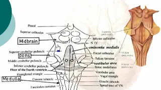 24  Dorsal surface of brainstem                     Neuroanatomy 24 cxt