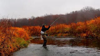 FLY FISHING DRIFTLESS REGION | WE FOUND SO MANY | TROUT FISHING IN THE FALL | Decorah, Iowa