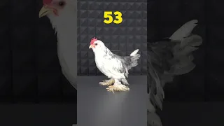 Baby Chicks 1 to 85 Day Growth Stages