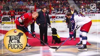 Guide dog in training named Rookie drops the puck in Ottawa