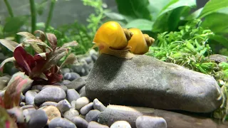 Relaxing aquarium with music (red cherry shrimp)