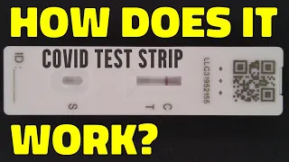 How a lateral flow test strip works (kept simple)
